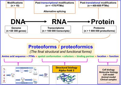 Editorial: Biomolecular modifications in endocrine-related cancers, volume II